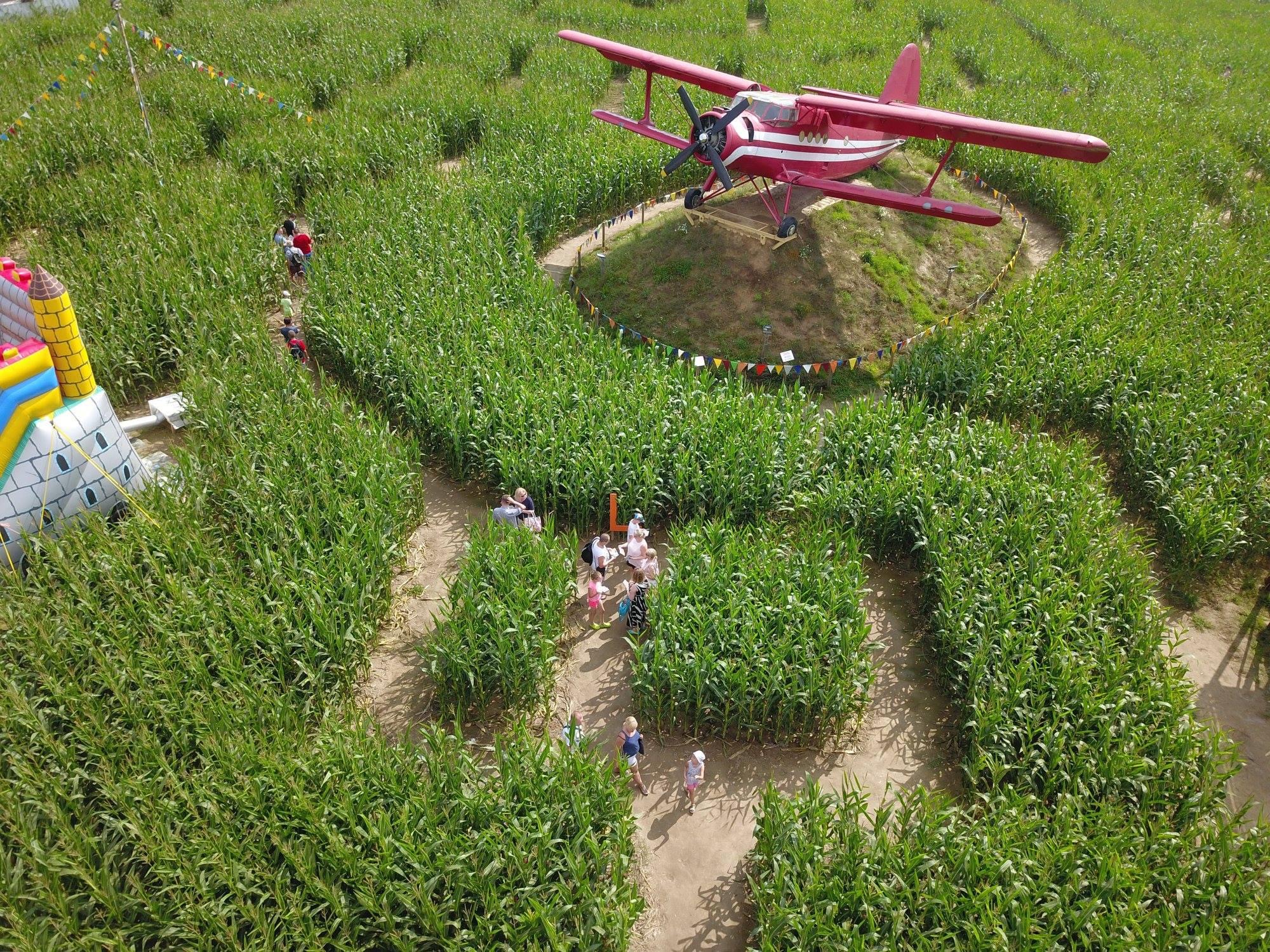 labyrinth in a corn field